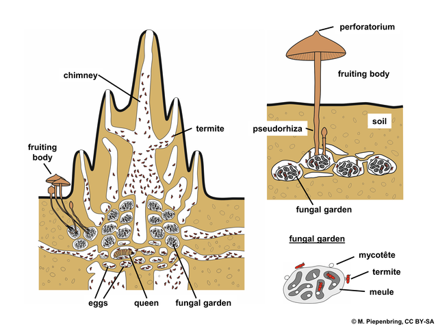 Diagram of a termite mound, with fungi inside