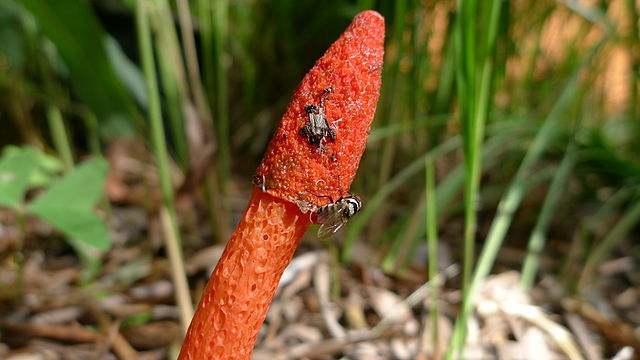 A stinkhorn mushroom and several flies.